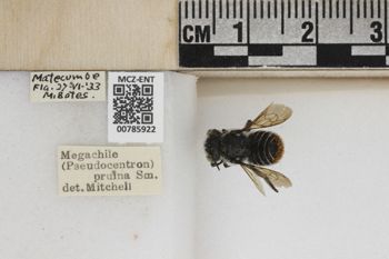 Media type: image;   Entomology 785922 Aspect: Labels